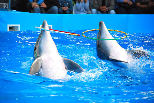 Дельфины, как и другие животные, нуждаются развлечений